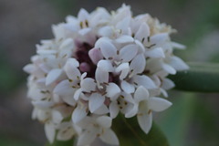 Mitracarpus floribundus