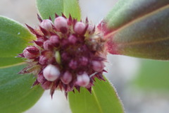 Mitracarpus floribundus