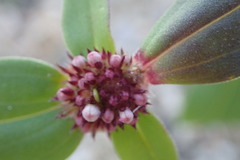 Mitracarpus floribundus