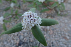 Mitracarpus floribundus