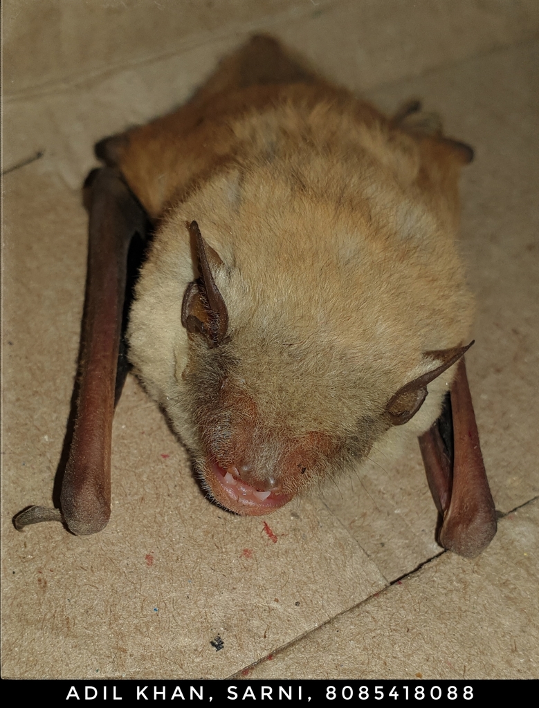 Tickell's Bat