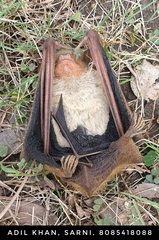 Hesperoptenus tickelli