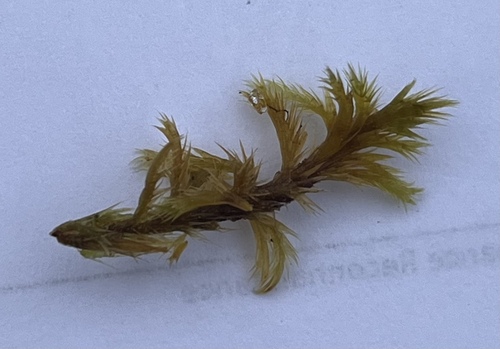 Golden Fuzzy Fen Moss (Tomentypnum nitens)