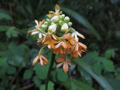 Calanthe kinabaluensis
