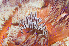 Zebrida adamsii