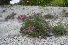 Ptilostemon echinocephalus