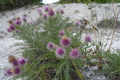 Ptilostemon echinocephalus