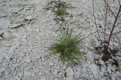 Ptilostemon echinocephalus