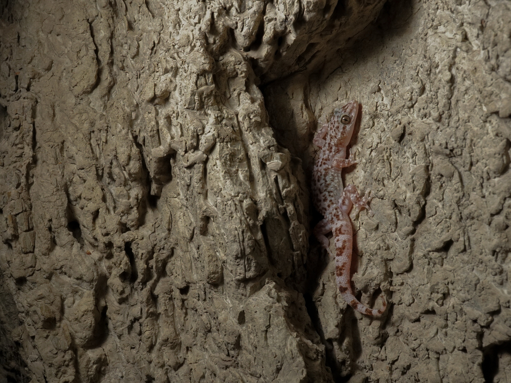 Tehuacan-Cuicatlan Valley Gecko