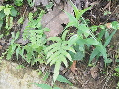 Amblovenatum terminans