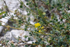 Medicago cretacea