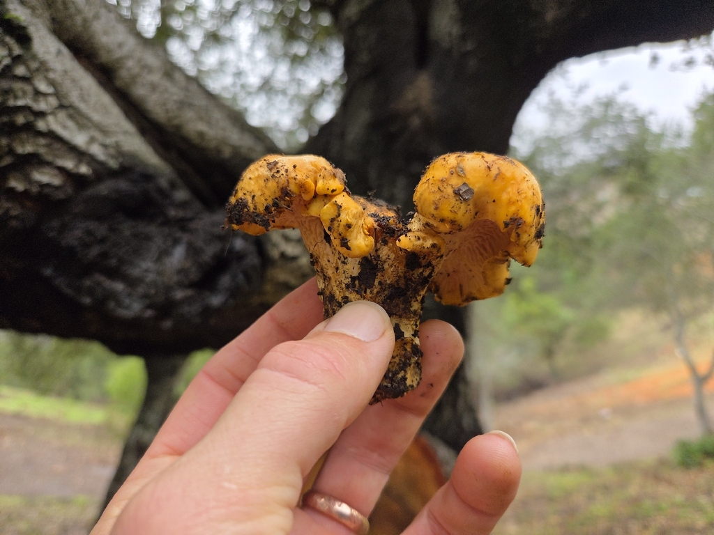 Cantharellus californicus · November 2025 · photo: © curleycurlew (iNaturalist, cc-by)
