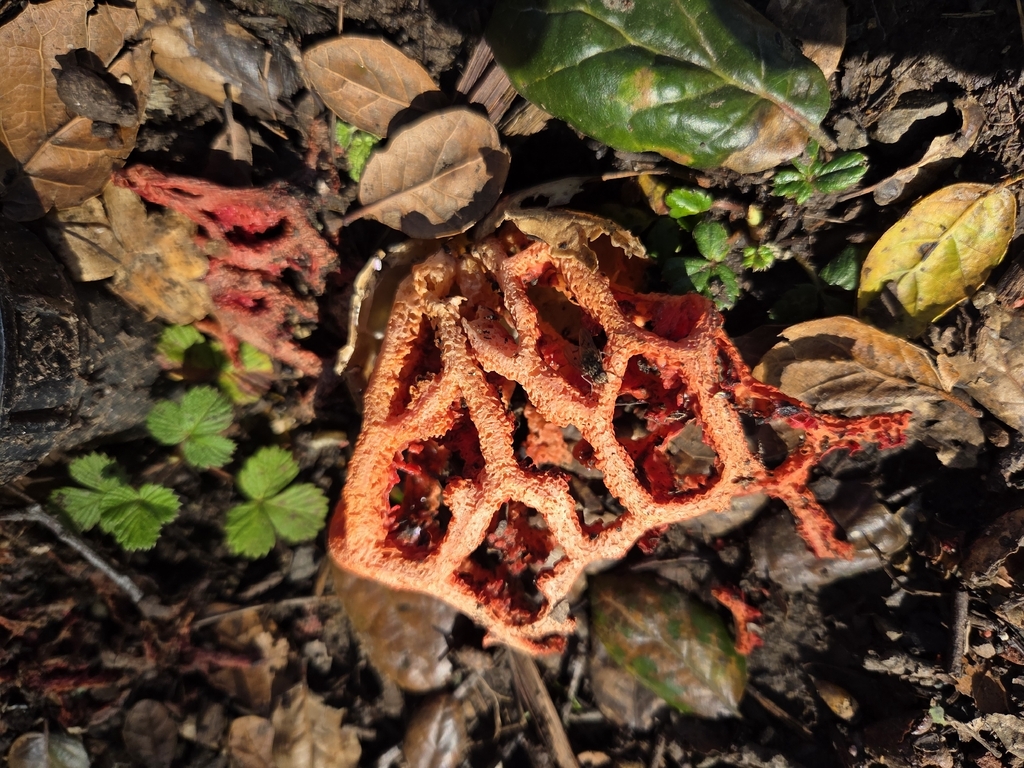 Clathrus ruber · November 2025 · photo: © curleycurlew (iNaturalist, cc-by)