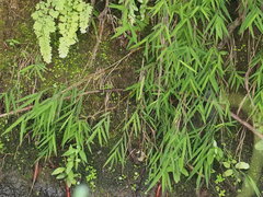 Pogonatherum crinitum