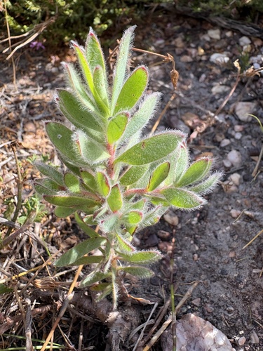 Agulhas Conebush (Leucadendron stelligerum)