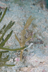 Solenostomus cyanopterus