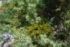 Arceuthobium oxycedri