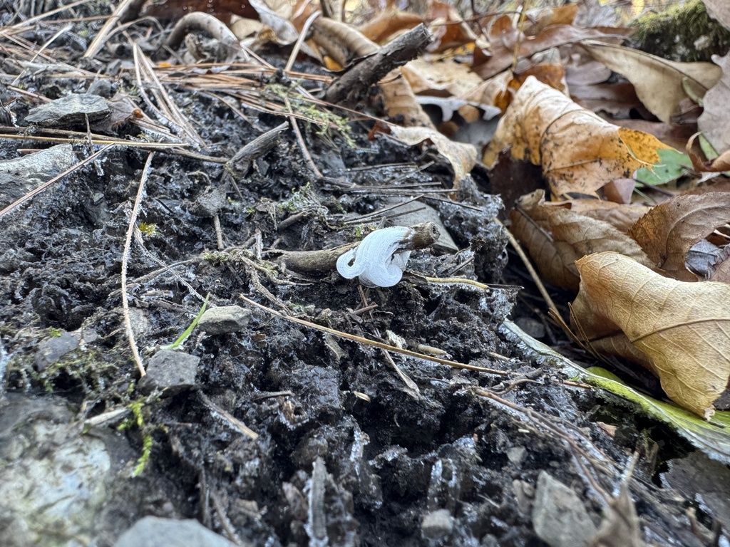 Exidiopsis effusa · November 2025 · photo: © siphonophoreslinger (iNaturalist, cc-by)