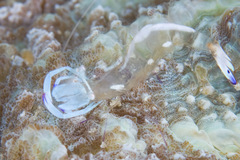 Ancylomenes magnificus