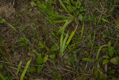 Carex granularis