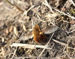 Bombylius discolor