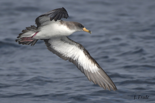 Cory's Shearwater, photo 2 of 7