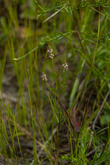 Polygala verticillata