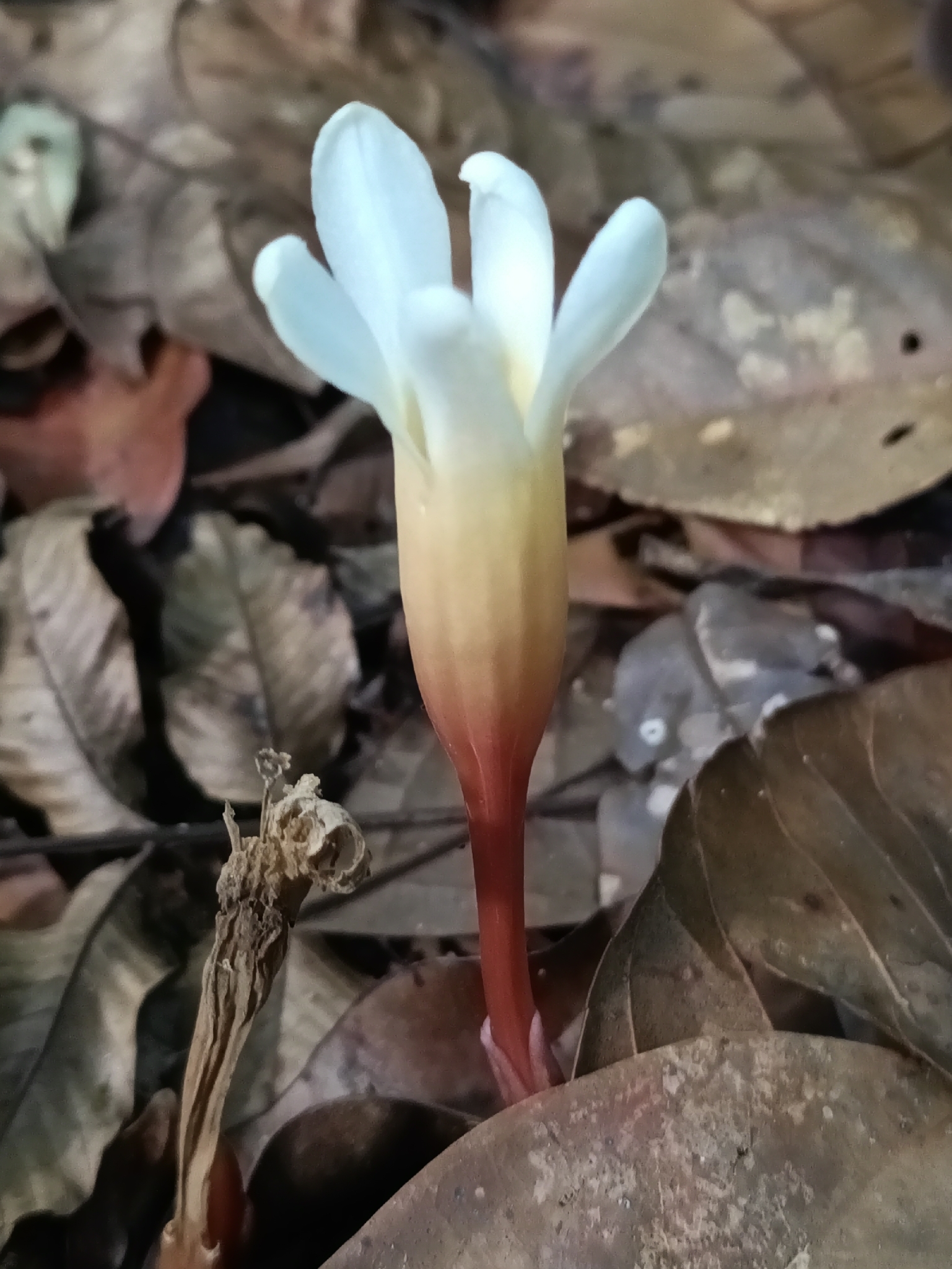 Voyria Clavata (Voyria clavata)