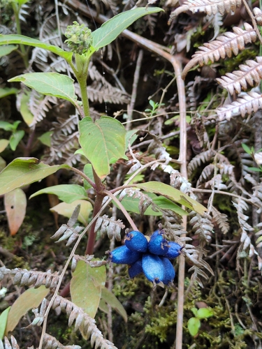 Yerba de Guava (Coccocypselum hirsutum)