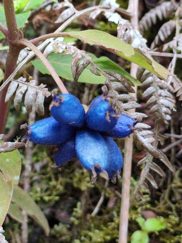 Coccocypselum hirsutum, photograph 2