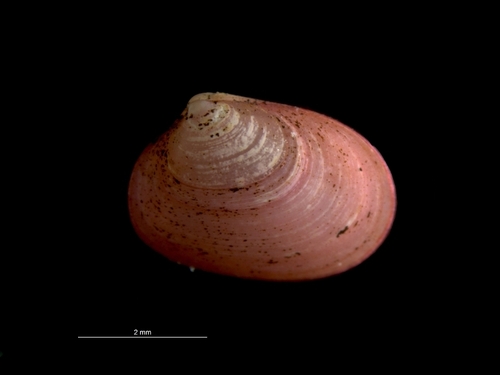 Kurtiella bidentata, 2019-09-24