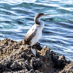 Gulosus aristotelis desmarestii