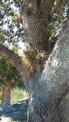 Tillandsia recurvata image