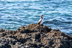Gulosus aristotelis desmarestii