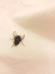 Brachycera