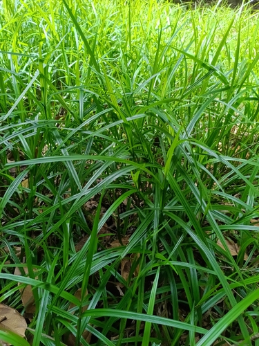 Scleria microcarpa, photograph 3