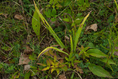 Carex granularis