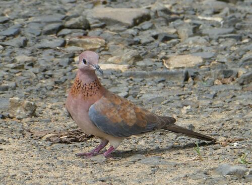 Laughing Dove