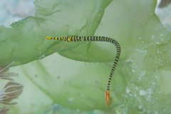 Dunckerocampus pessuliferus