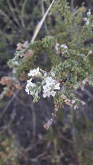 Acantholippia seriphioides