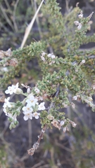 Acantholippia seriphioides