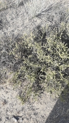 Acantholippia seriphioides