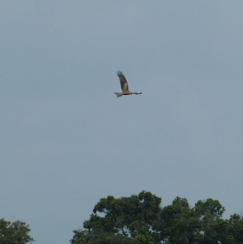 Yellow-billed Kite