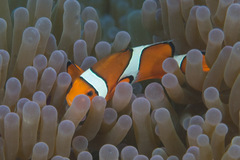 Amphiprion ocellaris