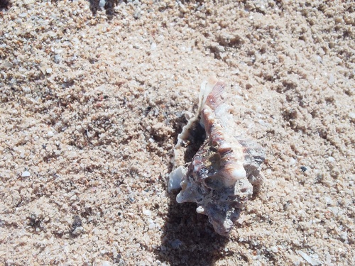 Chicoreus brevifrons, 2025-11-16