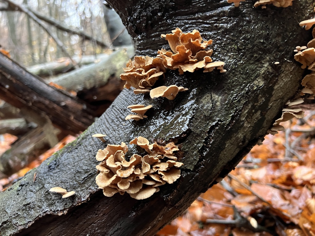 Panellus stipticus · November 2025 · photo: © fihu (iNaturalist, cc-by)
