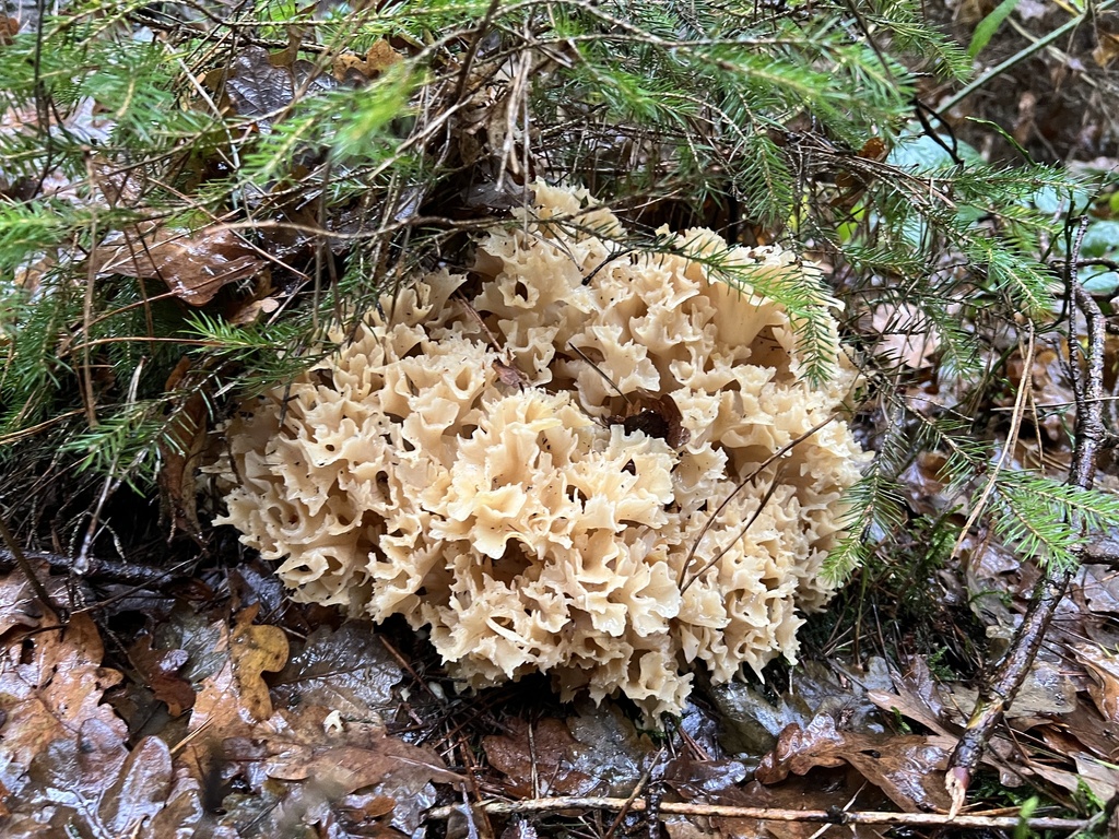 Sparassis crispa