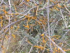 Dufourea