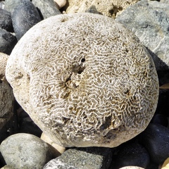 Pseudodiploria strigosa