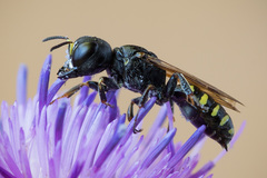 Ectemnius spinipes spinipes